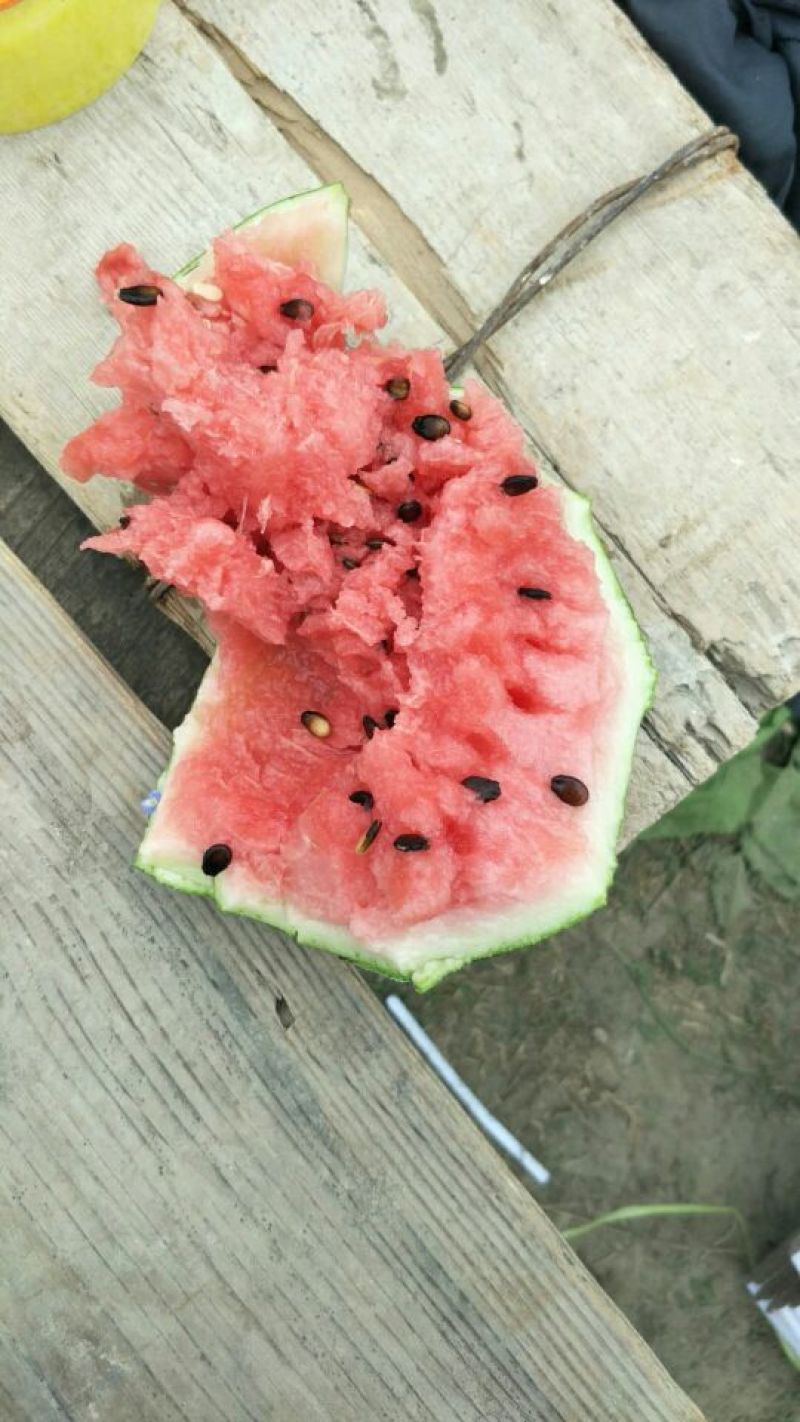 东台8424西瓜🍉，4月15日上市。