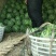 东台8424西瓜🍉，4月15日上市。