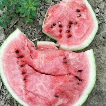东台8424西瓜🍉，4月15日上市。