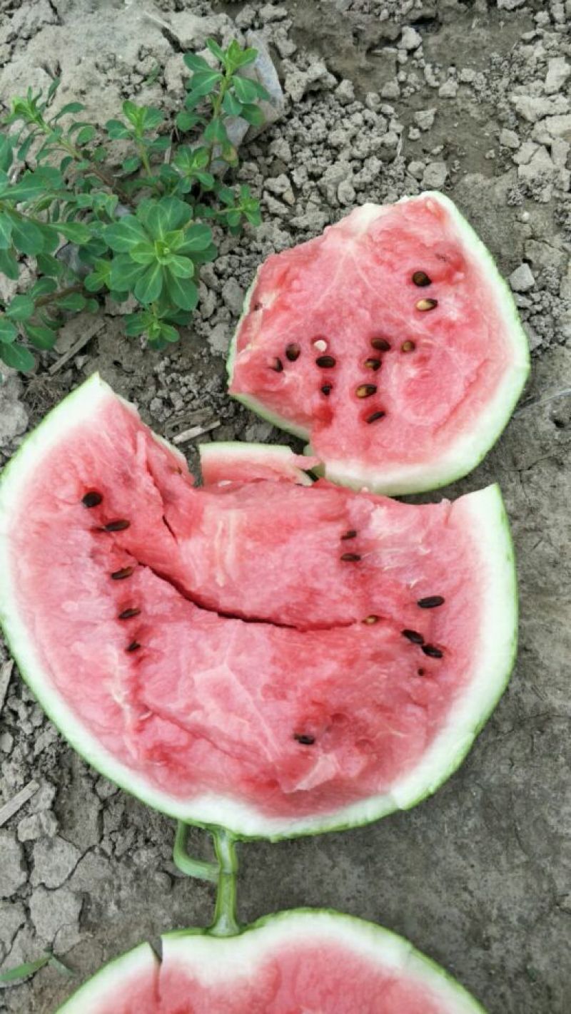 东台8424西瓜🍉，4月15日上市。