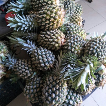 菠萝海的原产菠萝，菠萝