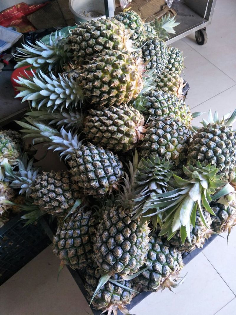 菠萝海的原产菠萝，菠萝