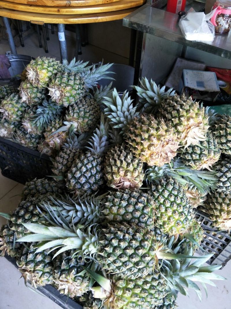 菠萝海的原产菠萝，菠萝