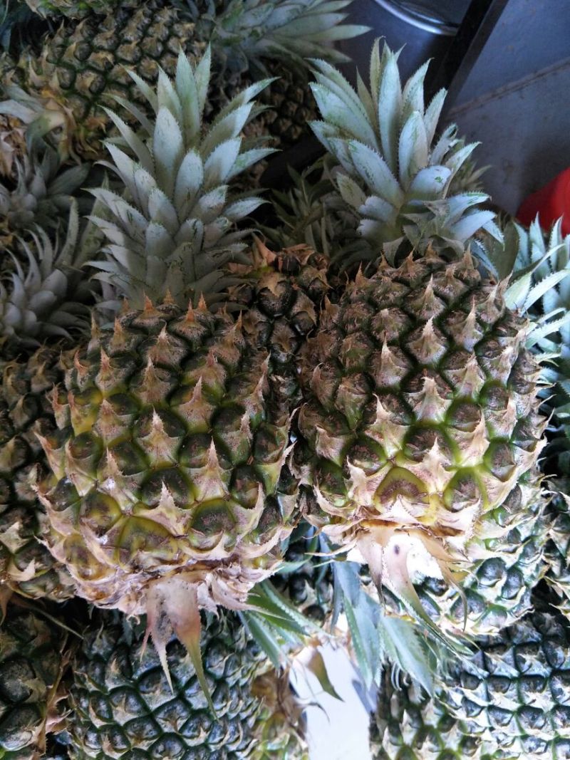 菠萝海的原产菠萝，菠萝
