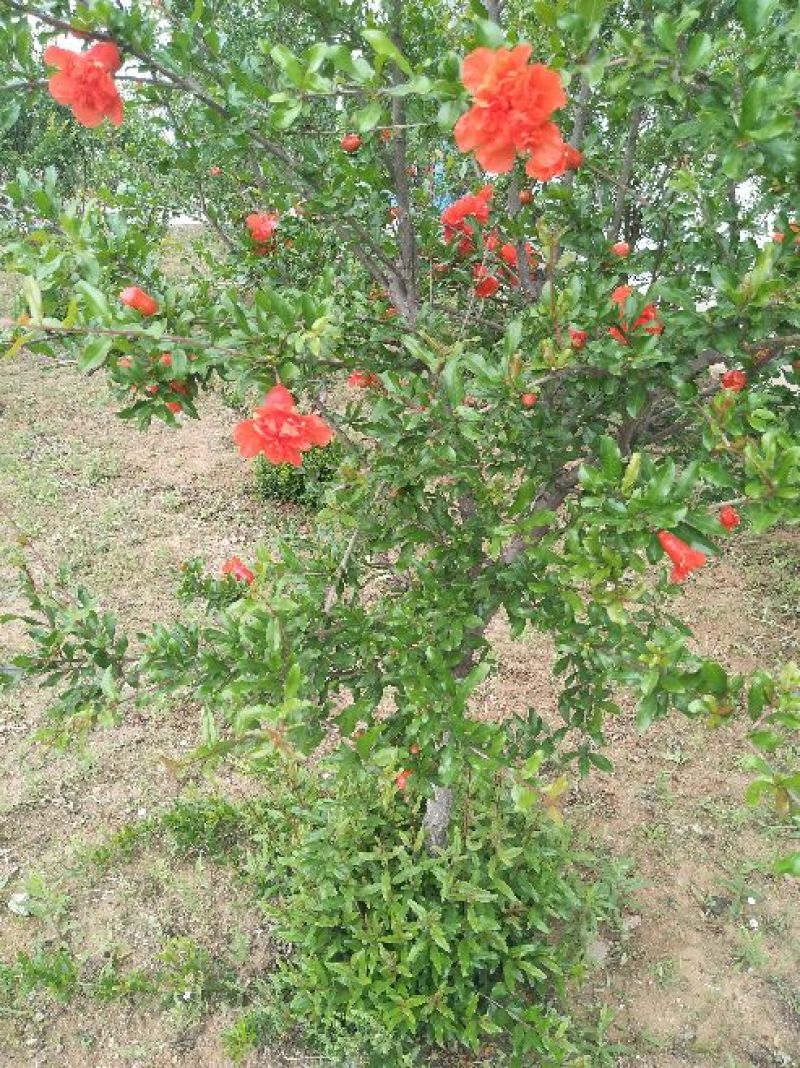 泰山红石榴树苗批发价格软籽石榴树苗蒙阳红石榴苗