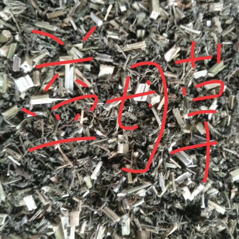 益母草