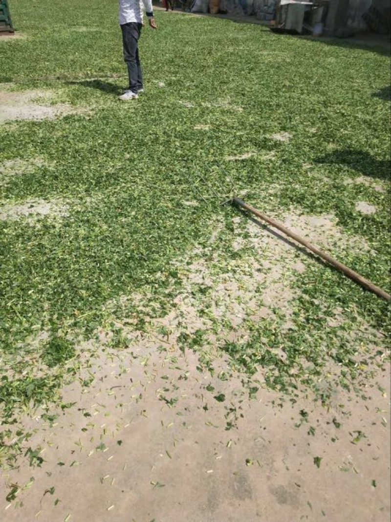 益母草