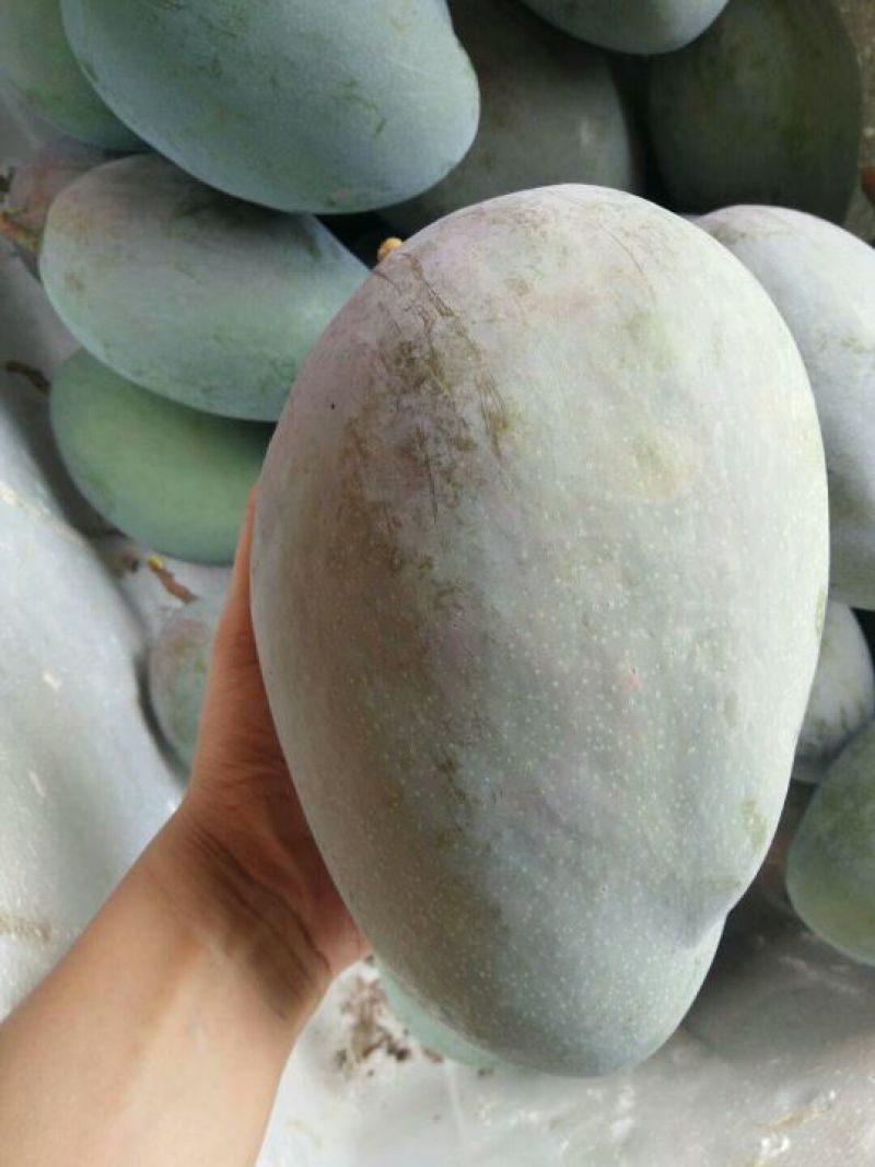 凯特芒果