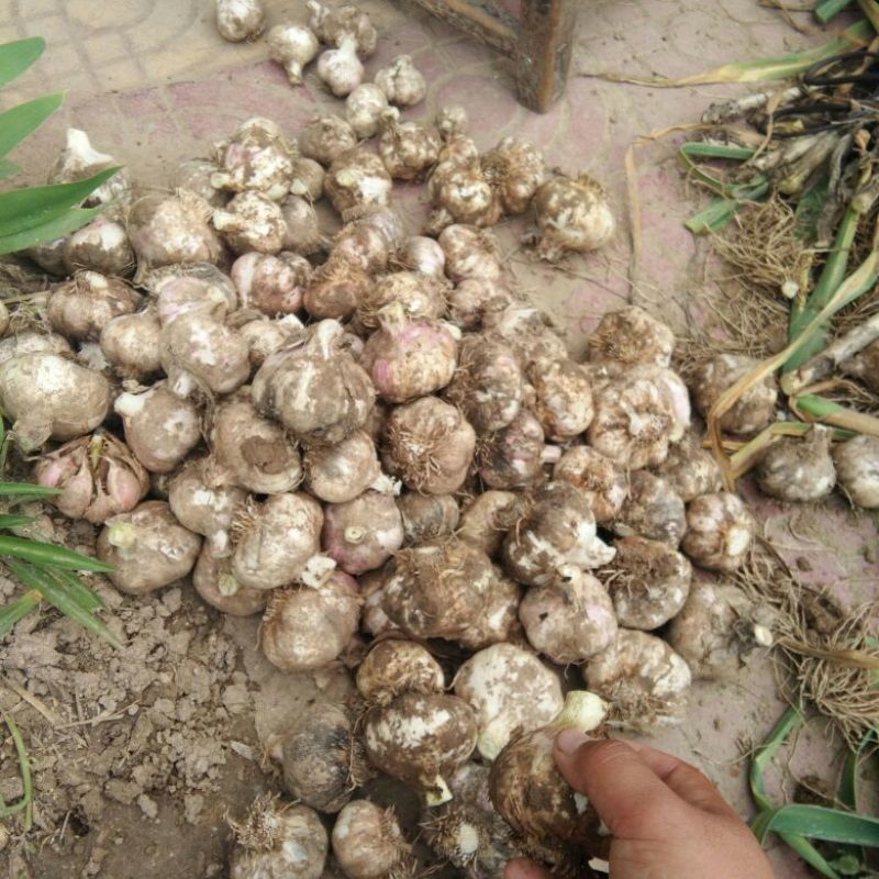 大蒜3cm鲜蒜，各种规格也可以混级购买