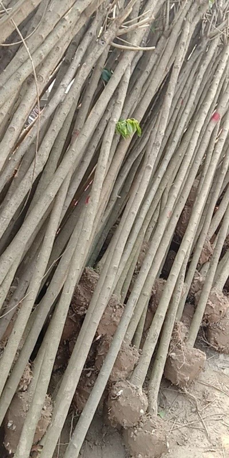 专供大叶女贞，三到六公分，量大