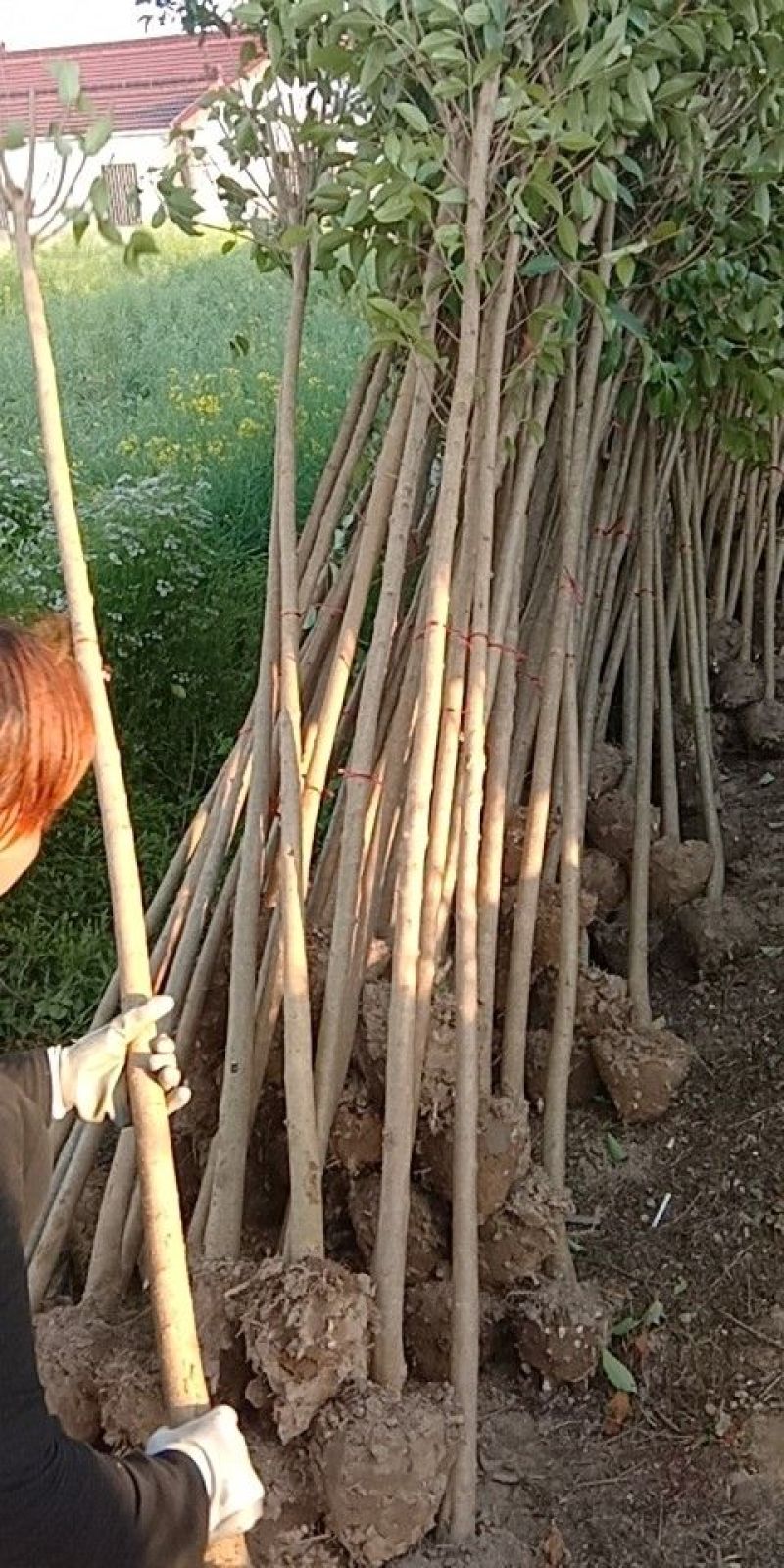 专供大叶女贞，三到六公分，量大