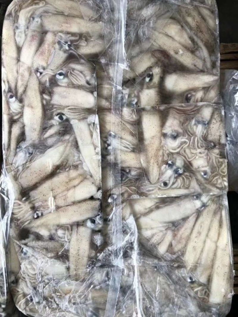 加州笔管，海兔，原装进口