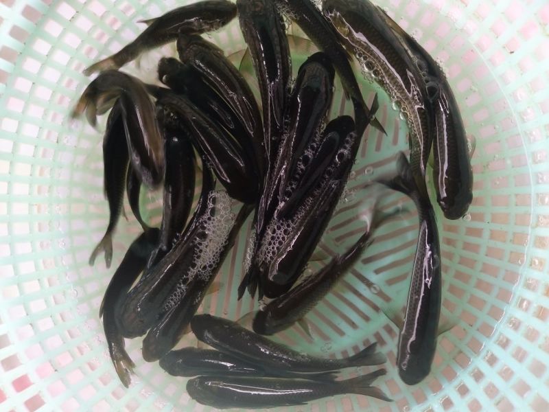 草鱼苗