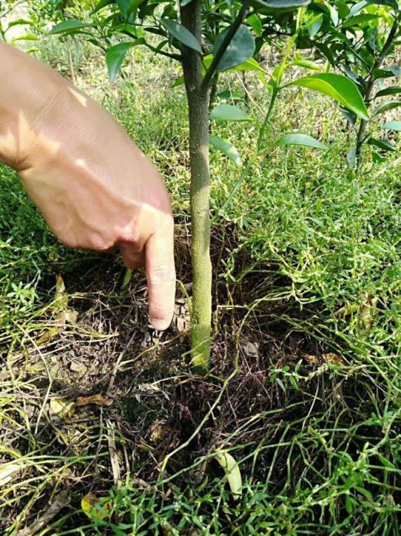 红橘苗1.5起