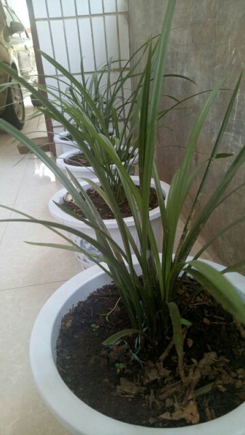 惠兰