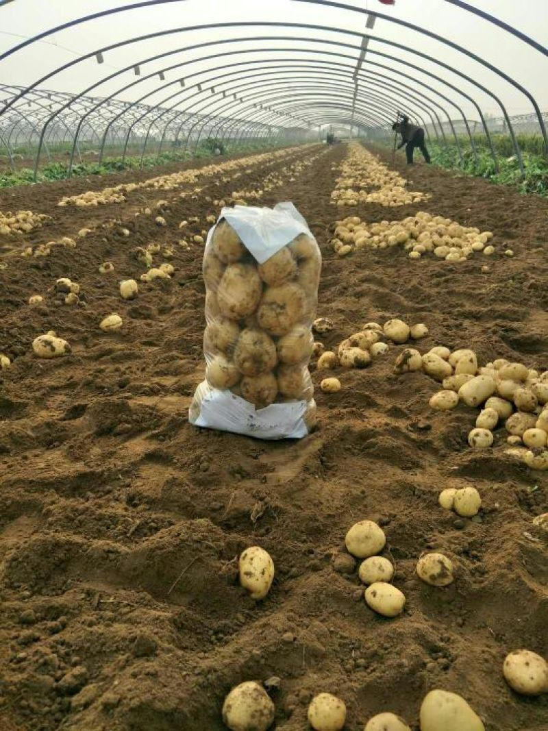 土豆货源地，大量出售，土豆色泽均匀，质优价廉