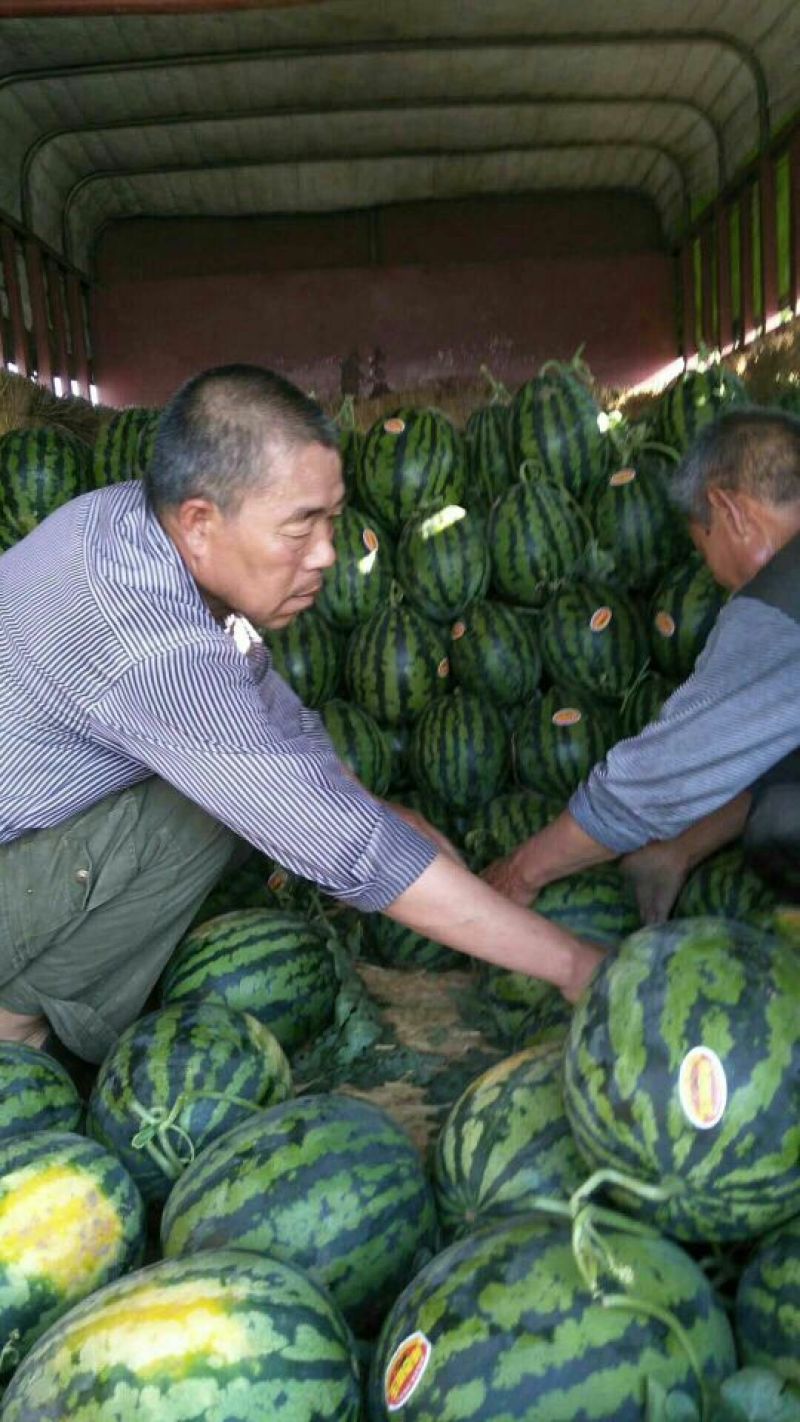 陕西大荔甜王西瓜，西瓜，大荔甜王西瓜