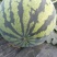 陕西大荔甜王西瓜，西瓜，大荔甜王西瓜