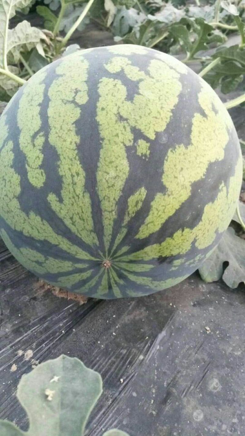 陕西大荔甜王西瓜，西瓜，大荔甜王西瓜