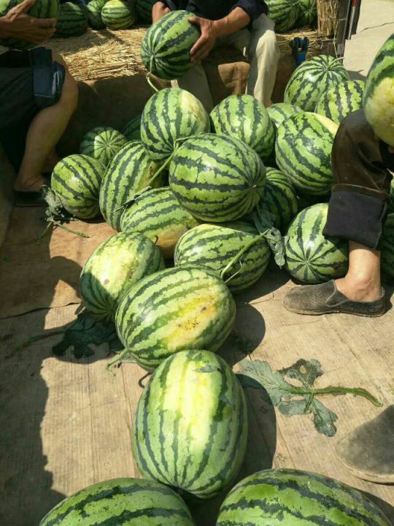 陕西大荔甜王西瓜，西瓜，大荔甜王西瓜