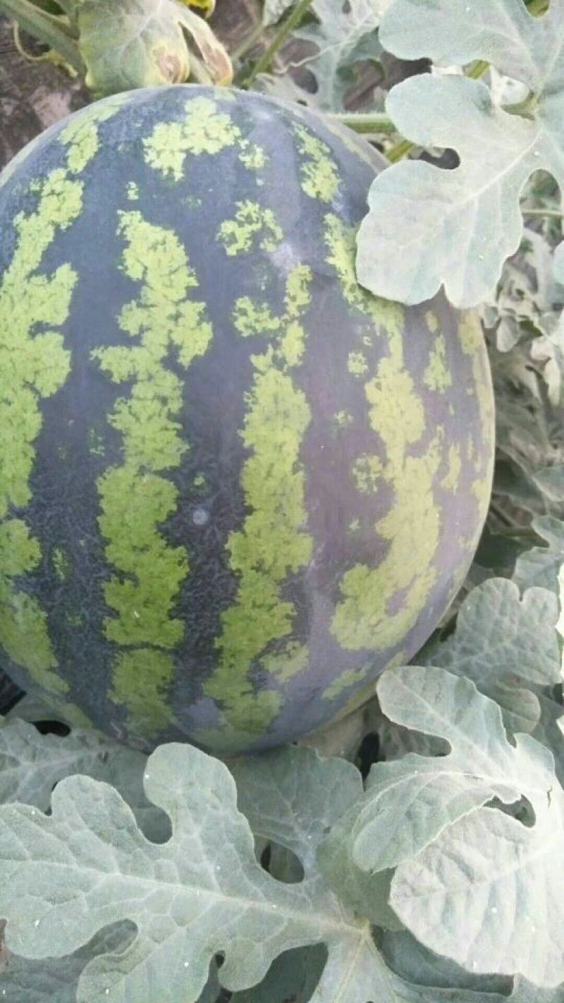 陕西大荔甜王西瓜，西瓜，大荔甜王西瓜