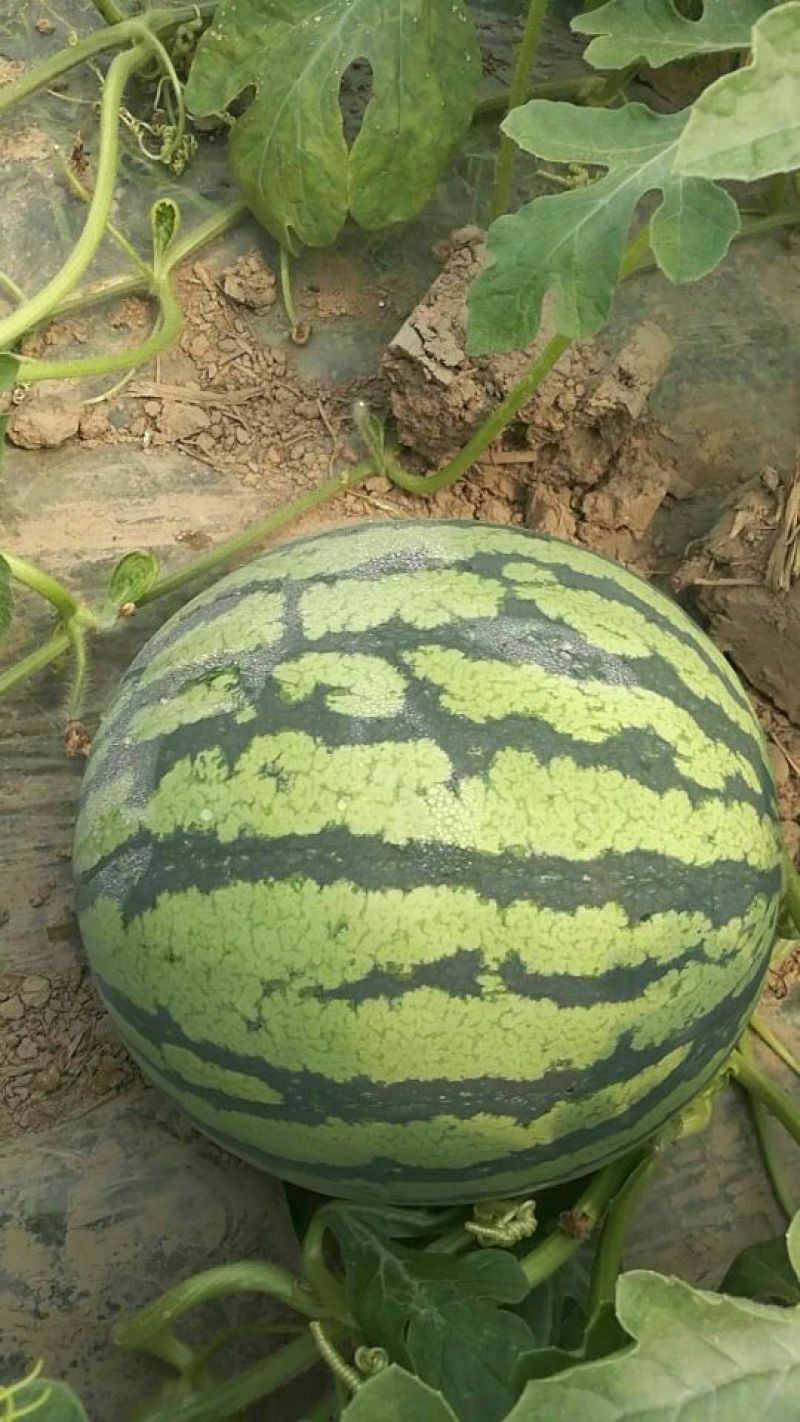 陕西大荔甜王西瓜，西瓜，大荔甜王西瓜