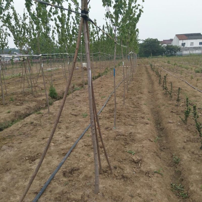 黄花风铃木，美国红枫树