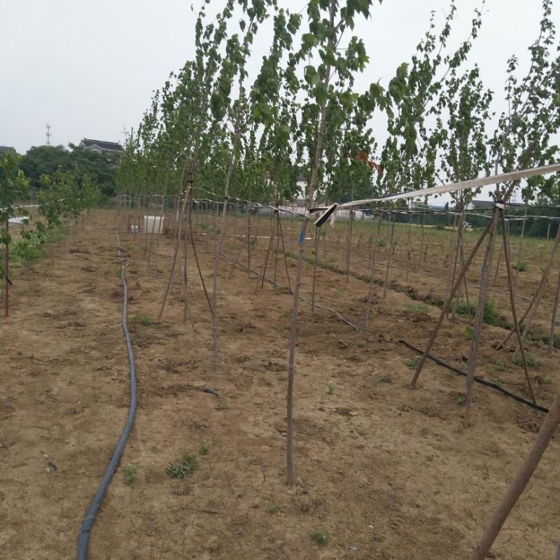 黄花风铃木，美国红枫树