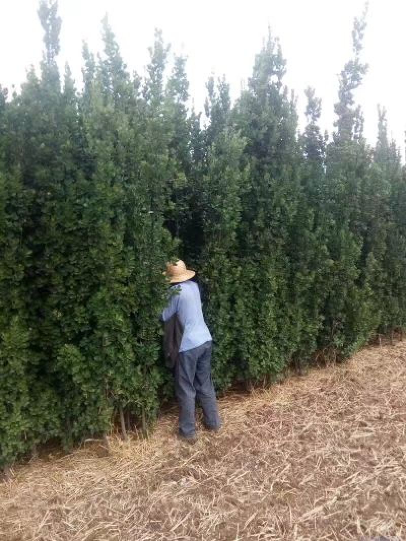 北海道黄杨四季常青不脱叶规格齐全绿化行道苗木