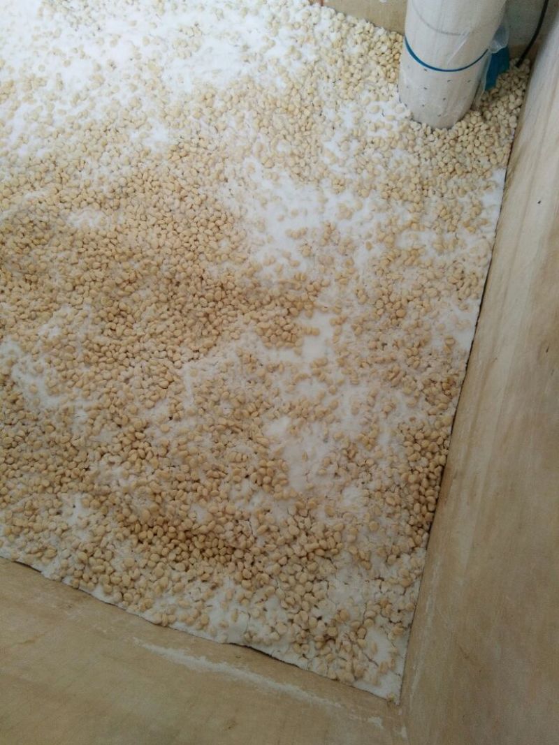 聚贤蒜业蒜米散装