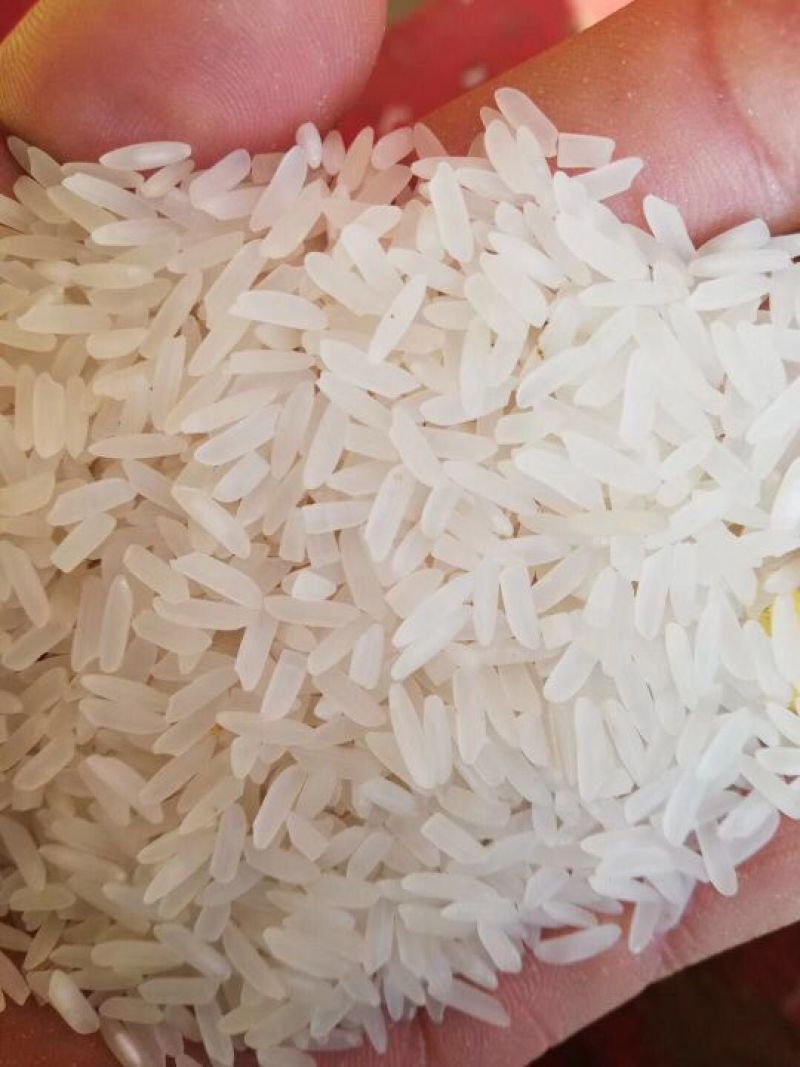 缅甸小香米