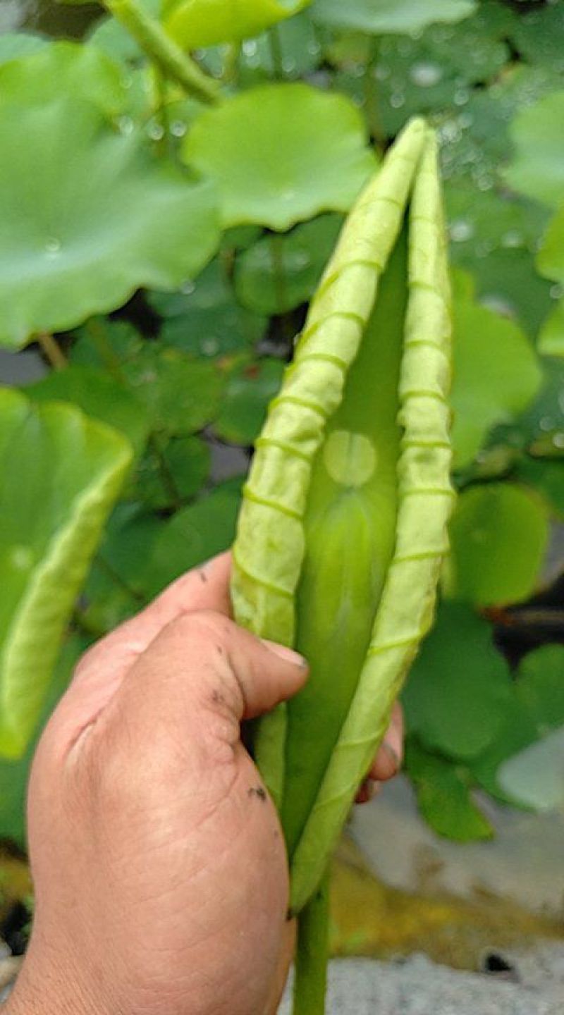 荷叶芽