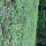 臭黄荆臭黃荊叶