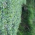 臭黄荆臭黃荊叶
