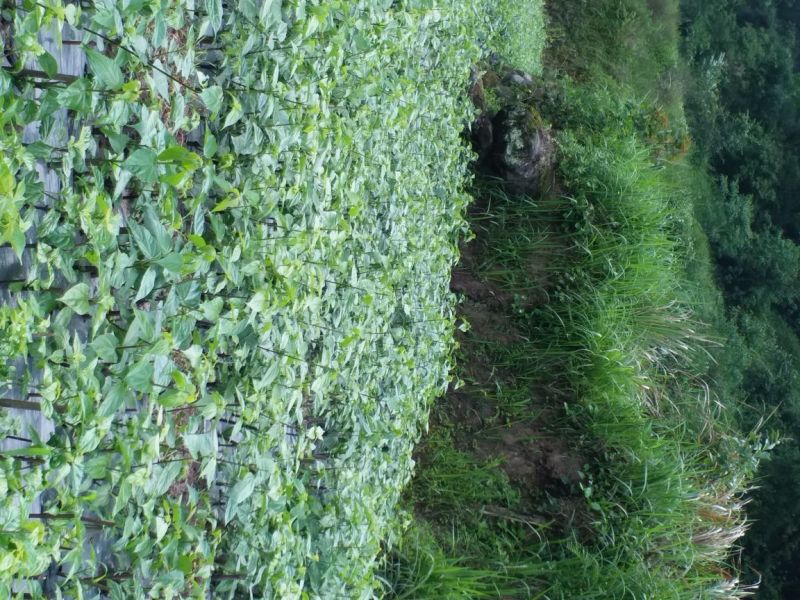 臭黄荆臭黃荊叶