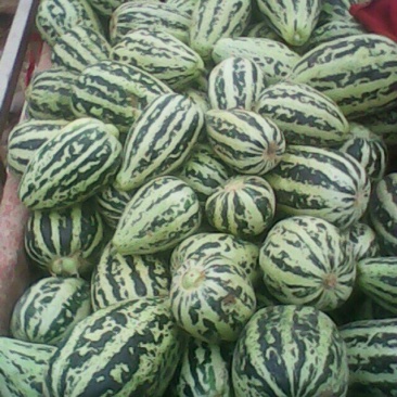 花皮甜瓜
