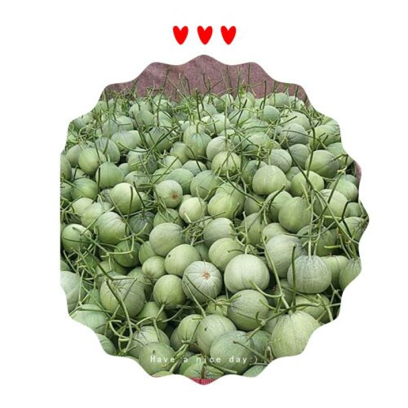 羊角蜜，西州蜜，东方蜜，焦密25，