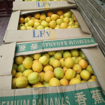 鲜杏