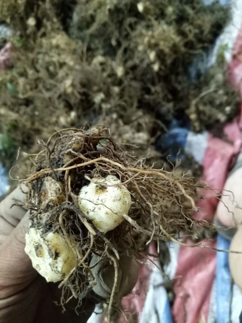 多花甜黄精