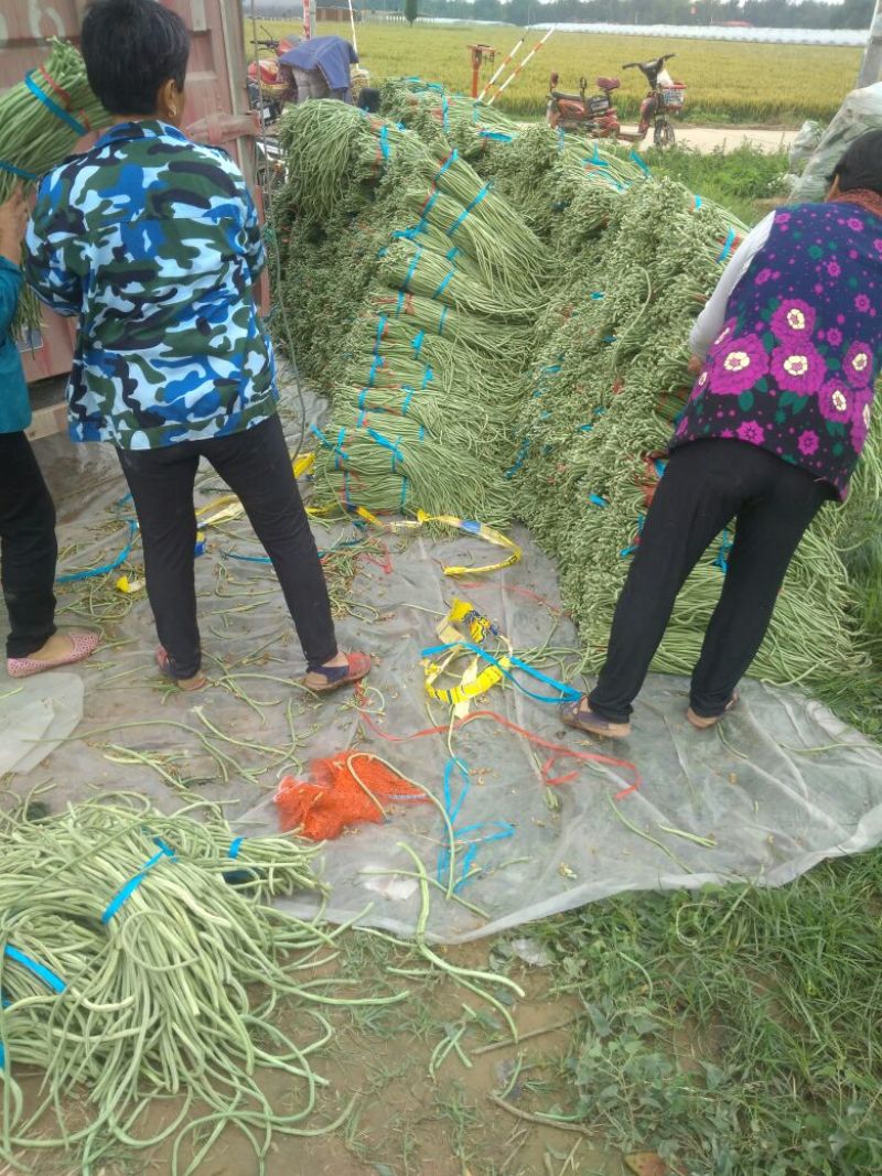 豆角己大量上市，产地直销