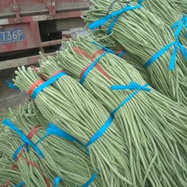 豆角己大量上市，产地直销