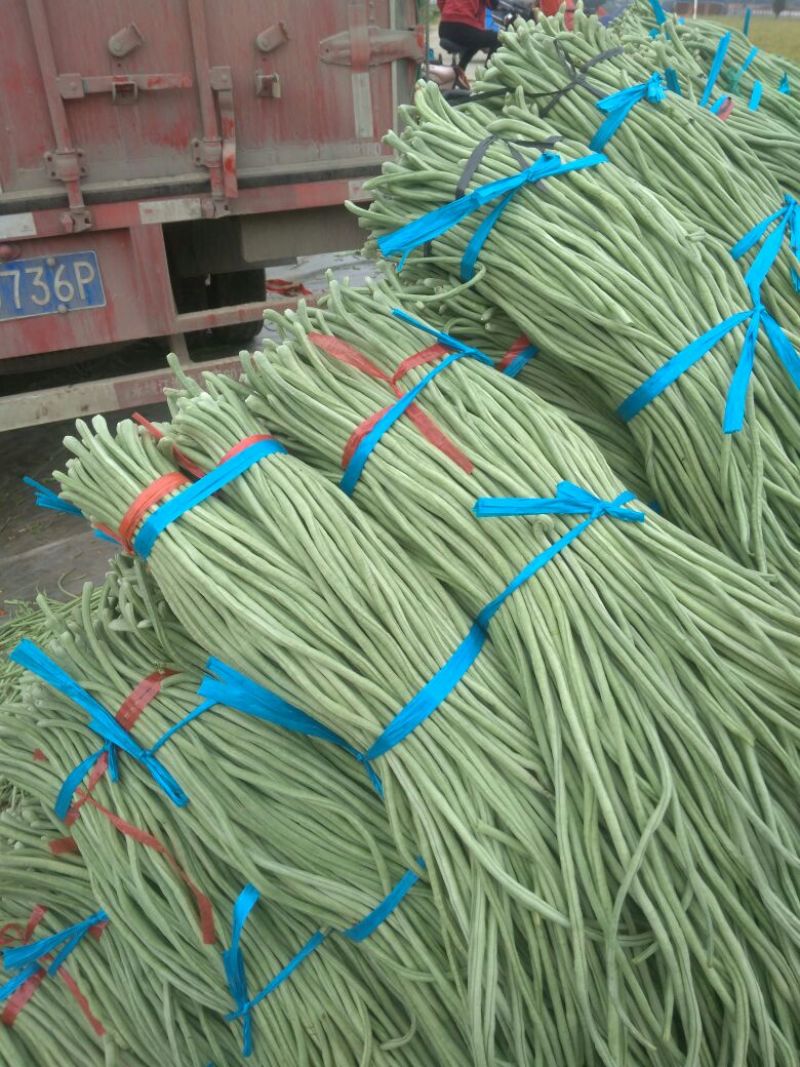 豆角己大量上市，产地直销
