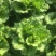 意大利生菜7两~8两