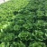 意大利生菜7两~8两