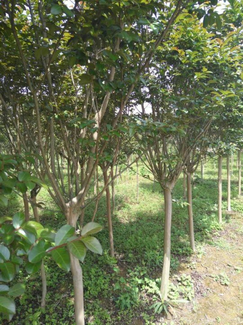 紫薇、红火箭、痒痒花、痒痒树、紫金花、紫兰花、蚊子花