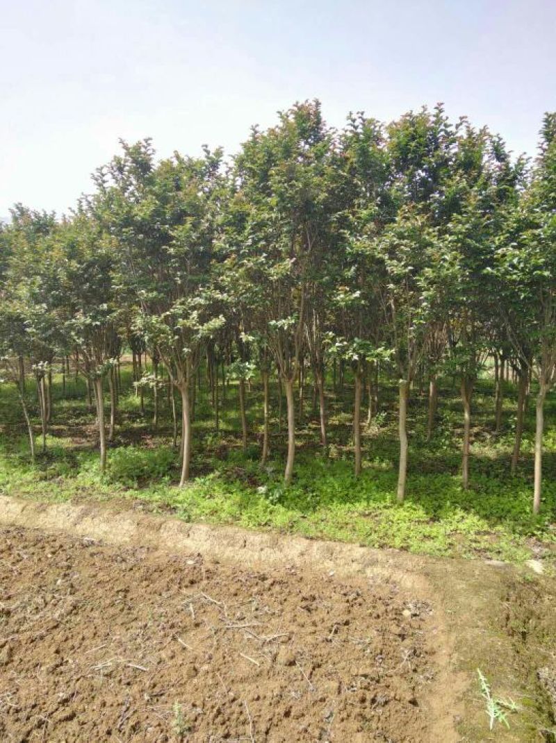 紫薇、红火箭、痒痒花、痒痒树、紫金花、紫兰花、蚊子花