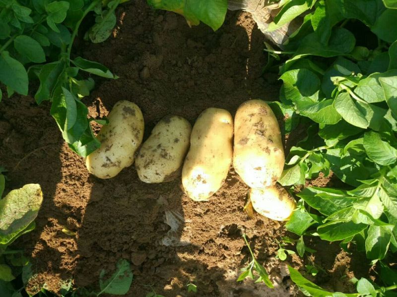 青岛平度新土豆上市中质量很好价格合适欢迎采购