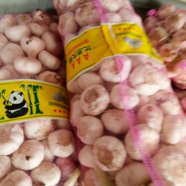精品干蒜紫皮蒜一手货源视频看货品质保证以质论价