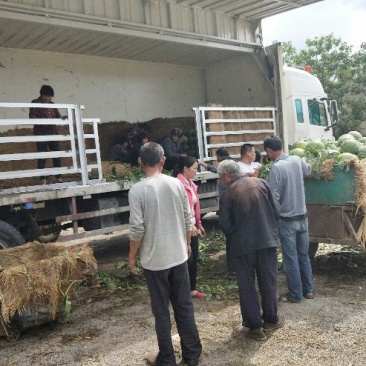 山东甜王西瓜大量上市产地直销保质保量欢迎全国客商前来资询