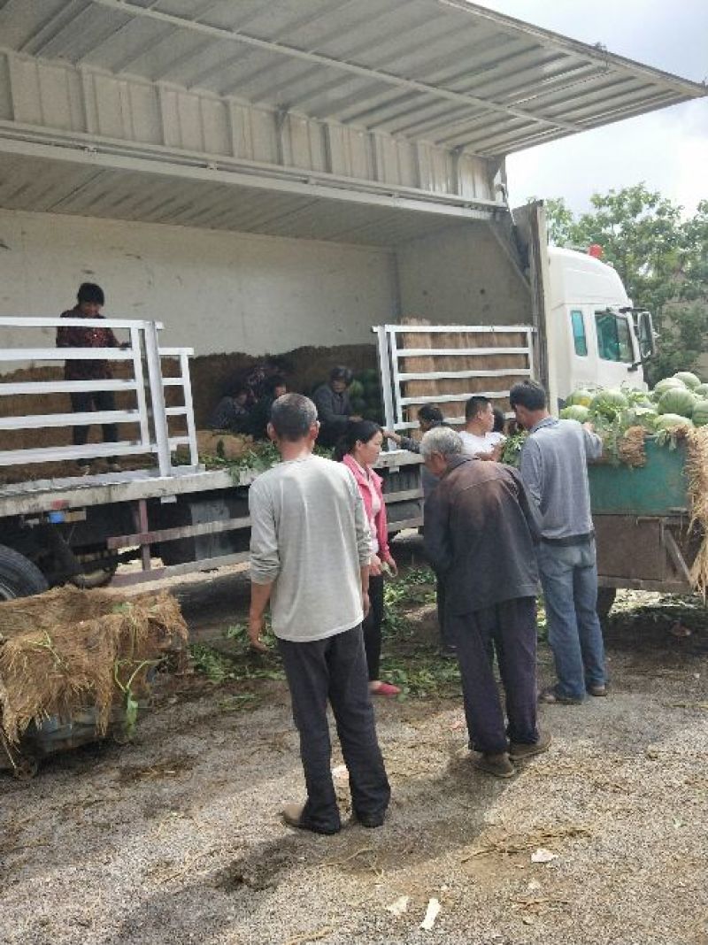 山东甜王西瓜大量上市价格美丽质量保证欢迎全国客商前来资询